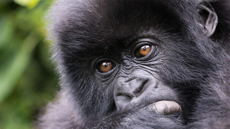 2 Day Gorilla Trekking in Rwanda