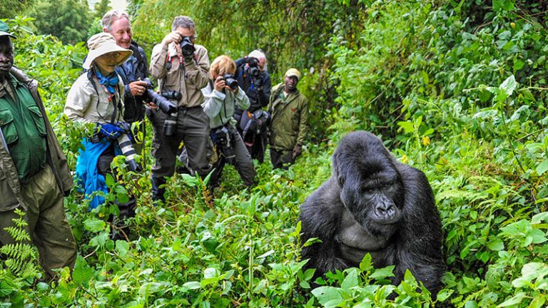 gorilla tour booking safaris
