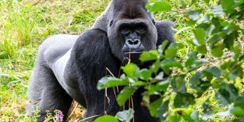 Minimum days for Rwanda gorilla tours