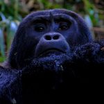 18 facts about Mountain Gorilla